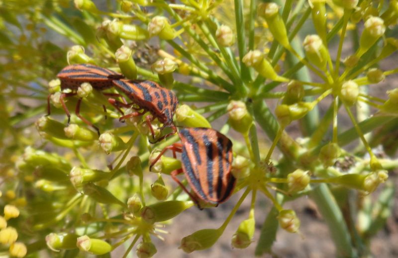 Graphosoma interruptum White, 1839, Pentatomidae